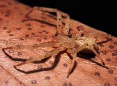  Crab Spiders: Are These Masters of Disguise Really Eight-Legged Ninjas?