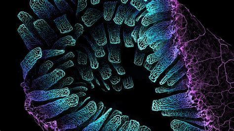  Quasitheta: Een Microscopic Wonder dat zich Verstopt in een Zoete Oase!