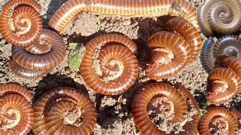  Questing Millipede: Discover the Amazing World of This Many-Legged Marvel!