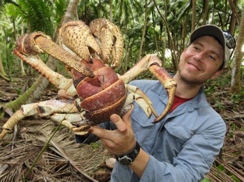 Quinoacris: Een Miniatuur Kraakbeenkrab Met een Gigante-Apetitjt!