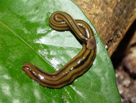 Stenostomum! De schitterende, vleesetende microscopische wormen die je tuin een beetje spannender maken.