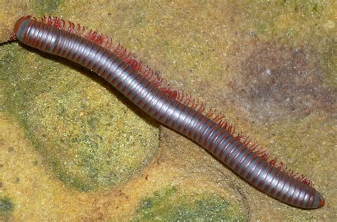  Tennessee Millipede: Een Mysterieus Wezen Met Talrijke poten en een Voorliefde voor Verrotting!