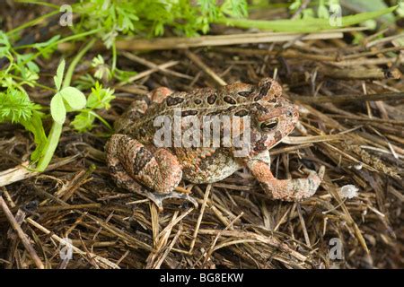  Varied Toad: Discovering a Champion of Camouflage Amongst Leafy Litter!