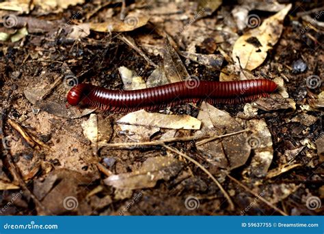 Wortelzwam! Een Millipede Met Een Voertuig Gelijkt Aan een Levende Spoorweg