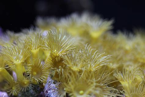  Yellow-Tinged Feather Hydra! This mesmerizing hydrozoan, adorned with vibrant yellow tentacles, displays an intriguing interplay between coloniality and solitary behavior