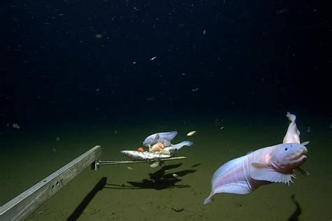  Arctica! Een schelpachtige wonder die zich nestelt op de diepzeebodem en zich voortplant door een spectaculaire broedstrategie.