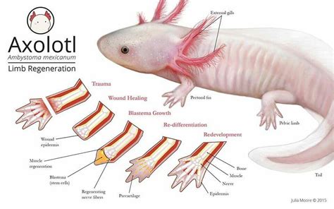  Axolotl: Een schattige salamander die zijn jeugd niet wil verlaten en een meester van regeneratie!