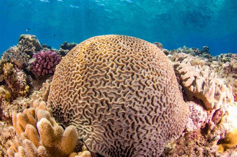  Brain Coral: Ontdek de Verborgen schoonheid van deze Kleurrijke Koloniale Reus!