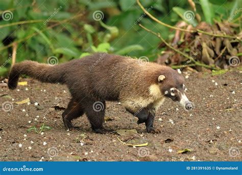  Coati! Een wonderbaarlijke schepping met een neus voor avontuur en een hart vol speelsheid