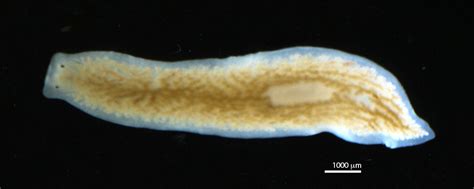  Dendrocoelum Dendroides! Een Kleine Platworm Met een Verrassend Sterk Verspreidingsvermogen