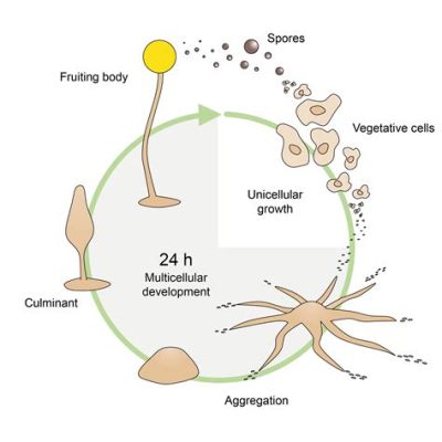  Dictyostelium Discoideum: Een Sociaal Amoeba Met een Verbazingwekkend Sociale Structuur!