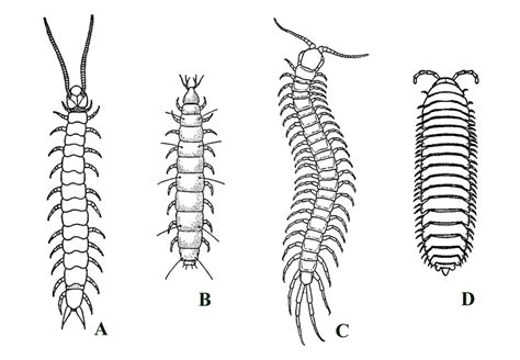  Dubbeltjesmier: Een Myriapode Met Een Dubbelzinnige Karakter?!