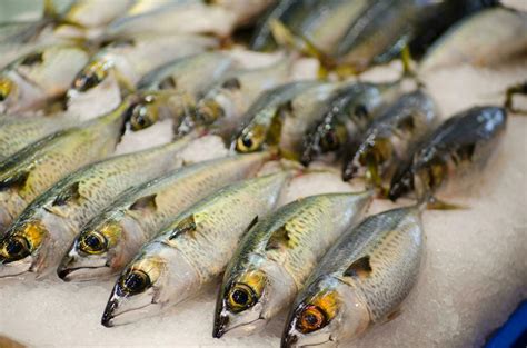  Franse Makreel: Een Vis met Gevlekte Zijden en een Voracious Appétit voor Krill!