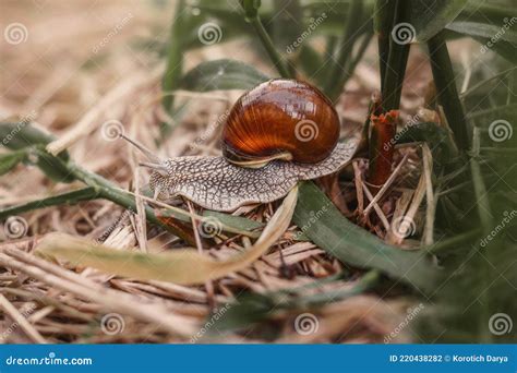 Garden Snail: Met een huisje op zijn rug kruipt hij door de tuin!