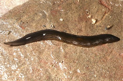  Geoplanidae: Een Vlakke Worm Die Een Meester In Camouflage Is En Vaak Ontsnapt aan Observatie!