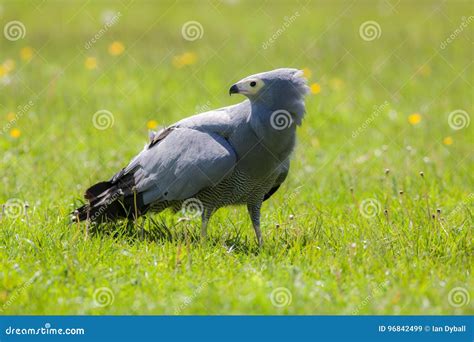 Havik! Een Vogelaar Met Een Zwoel Gezicht En Een Onstuimig Jaginstinct