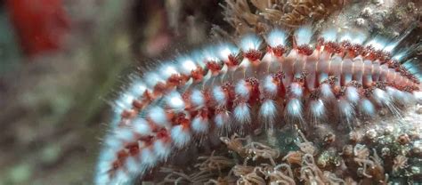  Hediste! Ontdek de verborgen wereld van deze fascinerende borstelworm met een voorkeur voor intergetijdenzones