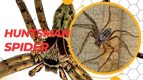  Huntsman! An Eight-Legged Speedster With Exceptional Camouflage Skills