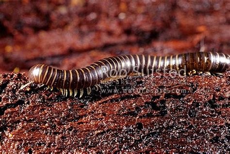  Indische Roodpoot! Een Diplopode Met Een Vurige Temperatuur En Een Voorliefde Voor Houtrot