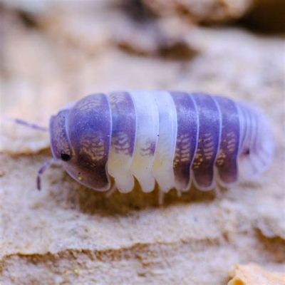 Isopods! Een leven vol symbiose en prachtige kleurschakeringen, met een vleugje agressieve territorialiteit!