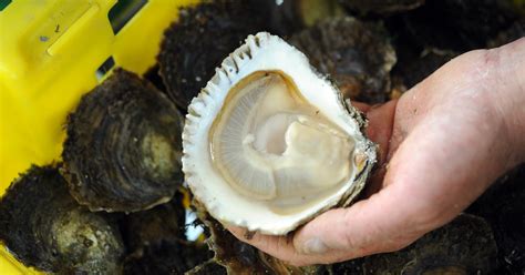  Japanse Oestershelpen: Het Kleine Wonderdat Langzaam Maar Zeker de Oceaan Schoont!