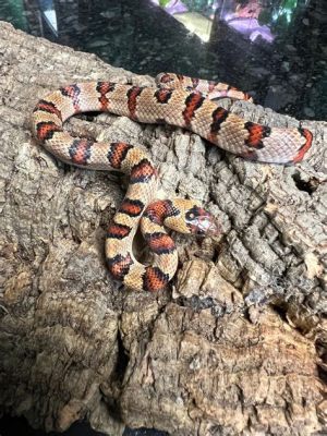  Kingsnake! A Cold-Blooded Predator With Scales That Sparkle Like Jewels