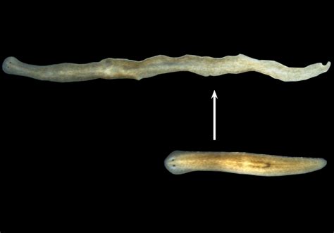  Neoblast Worm: A Tiny Freshwater Marvel that Regenerates Like a Superhero!