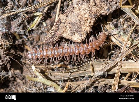  Polydesmus!  Een Miniatuurskelet Met Een Verslavende Begeerte Voor Verrotten.