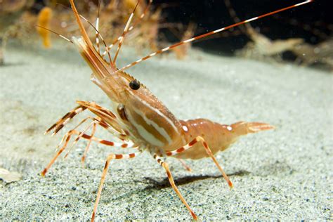  Prawn! A Small Crustacean Hiding Big Secrets Underneath the Ocean Surface