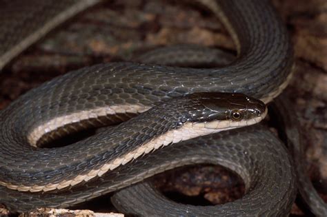  Queen Snakes: Een Schitterende Verschijning Met Een Voorliefde Voor Andere Reptielen!