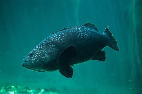  Queensland Grouper: Een wonderlijke vis met een eetlust die je niet gelooft!