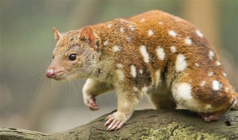  Queensland Quoll: Een nachtdier met een geur die je niet snel zult vergeten!