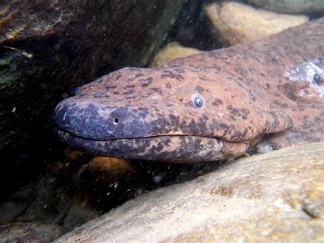  Quizá-Salamander: Een Geweldig Wezen Met De Grootste Ogen Voor Een Ampfibie En De Snelheid Van Een Slak!