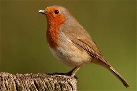  Roodborst! Een vogeltje dat altijd klaar staat voor een feestje in de tuin