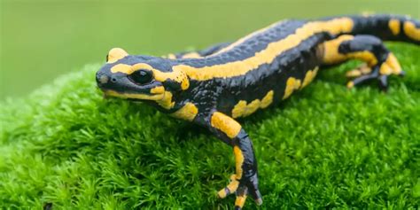 Salamander Een Amfibie Met De Genade Van Een Danser En Het Mysterieuze Geheimzinnige Van De Nacht!