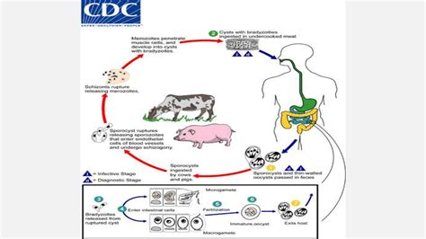  Sarcocystis! Een Parasitaire Powerhouse Met een Onverwachte Reis van Dieren