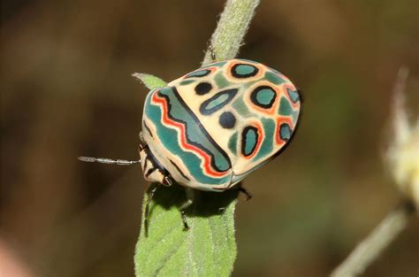  Sphaerocoris- Een Mythische Wezenshelst die zich Beweegt als een Dansende Druppel!