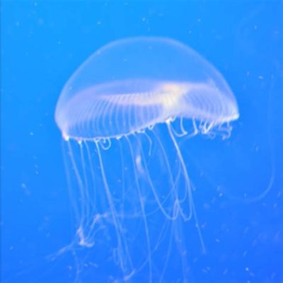 Stauromedusa! De hypnotiserende schoonheid van een 'upside-down jellyfish' die zowel doorzichtend als bijna onzichtbaar kan zijn