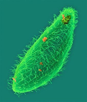  Tetrahymena: Een Microscopisch Wonder met Cilia die de Wereld Ontdekken!