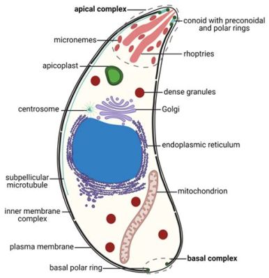 Toxoplasma gondii: een parasiet met een fascinerende levensstijl en complexe reproductieve cyclus!