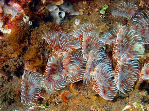  Tuba worm: Een marien wormenwonder dat zich nestelt in de diepste zeeën!