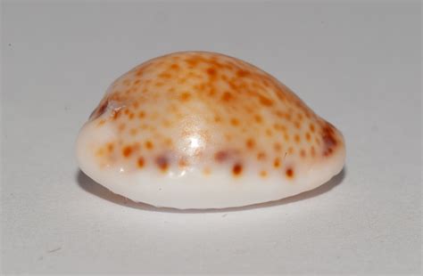  Yellow Cowrie! Can This Striking Seashell Reveal Secrets About Ancient Ocean Currents?